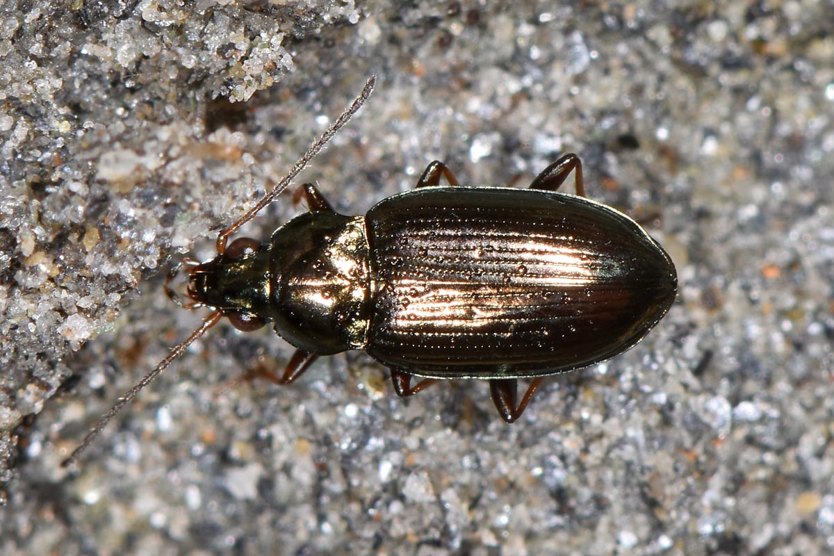 Carabidae: Odontium (Eurytrachelus) laticolle